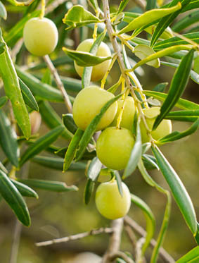 Green Olives